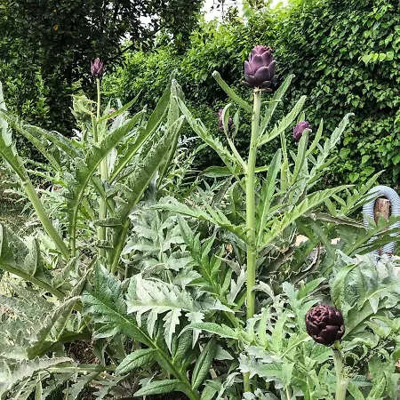 Bagolari Villaganzerla