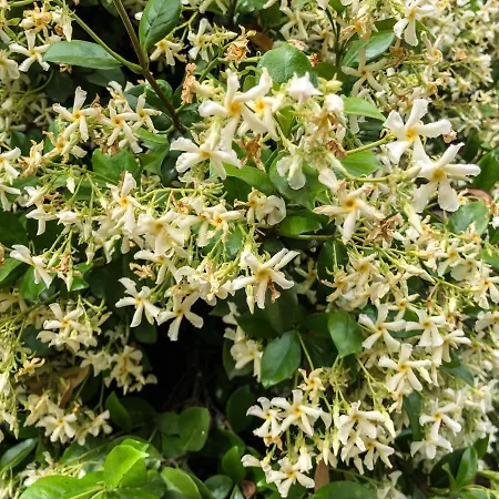 Bagolari